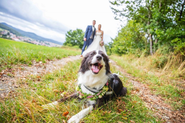 Hund liegt vor Brautpaar auf einem Weg